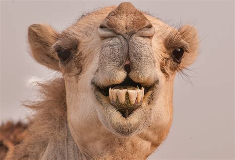 camel camle|20 Cool Camel Facts